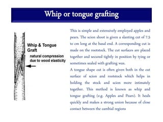 Whip or tongue grafting
This is simple and extensively employed apples and
pears. The scion shoot is given a slanting cut of 7.5
to cm long at the basal end. A corresponding cut is
made on the rootstock. The cut surfaces are placed
together and secured tightly in position by tying or
sometimes sealed with grafting wax.
A tongue shape cut is often given both in the cut
surface of scion and rootstock which helps in
holding the stock and scion more intimately
together. This method is known as whip and
tongue grafting (e.g. Apples and Pears). It heals
quickly and makes a strong union because of close
contact between the cambial regions
 