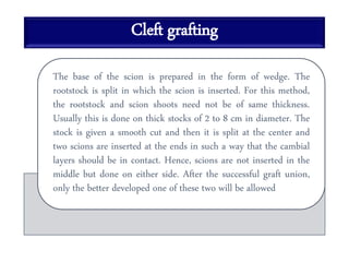 Cleft grafting
The base of the scion is prepared in the form of wedge. The
rootstock is split in which the scion is inserted. For this method,
the rootstock and scion shoots need not be of same thickness.
Usually this is done on thick stocks of 2 to 8 cm in diameter. The
stock is given a smooth cut and then it is split at the center and
two scions are inserted at the ends in such a way that the cambial
layers should be in contact. Hence, scions are not inserted in the
middle but done on either side. After the successful graft union,
only the better developed one of these two will be allowed
 