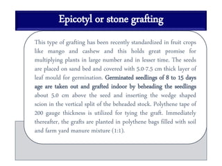 Epicotyl or stone grafting
This type of grafting has been recently standardized in fruit crops
like mango and cashew and this holds great promise for
multiplying plants in large number and in lesser time. The seeds
are placed on sand bed and covered with 5.0-7.5 cm thick layer of
leaf mould for germination. Germinated seedlings of 8 to 15 days
age are taken out and grafted indoor by beheading the seedlings
about 5.0 cm above the seed and inserting the wedge shaped
scion in the vertical split of the beheaded stock. Polythene tape of
200 gauge thickness is utilized for tying the graft. Immediately
thereafter, the grafts are planted in polythene bags filled with soil
and farm yard manure mixture (1:1).
 