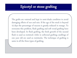 Epicotyl or stone grafting
The grafts are watered and kept in semi-shade condition to avoid
damaging effects of sun and rain. If the age of the stock is beyond
15 days the percentage of success is greatly reduced in mango. To
overcome this problem, flush grafting and soft wood grafting have
been developed. In flush grafting, the fresh growth of the second
flush is used as rootstock while in softwood grafting; seedlings of
one year old are used as rootstocks. The technique of grafting is
same in all the three types of grafting.
 