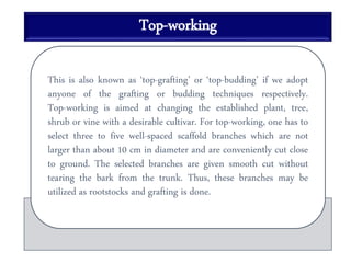 Top-working
This is also known as ‘top-grafting’ or ‘top-budding’ if we adopt
anyone of the grafting or budding techniques respectively.
Top-working is aimed at changing the established plant, tree,
shrub or vine with a desirable cultivar. For top-working, one has to
select three to five well-spaced scaffold branches which are not
larger than about 10 cm in diameter and are conveniently cut close
to ground. The selected branches are given smooth cut without
tearing the bark from the trunk. Thus, these branches may be
utilized as rootstocks and grafting is done.
 