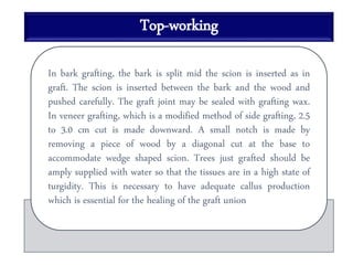 Top-working
In bark grafting, the bark is split mid the scion is inserted as in
graft. The scion is inserted between the bark and the wood and
pushed carefully. The graft joint may be sealed with grafting wax.
In veneer grafting, which is a modified method of side grafting, 2.5
to 3.0 cm cut is made downward. A small notch is made by
removing a piece of wood by a diagonal cut at the base to
accommodate wedge shaped scion. Trees just grafted should be
amply supplied with water so that the tissues are in a high state of
turgidity. This is necessary to have adequate callus production
which is essential for the healing of the graft union
 