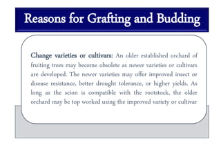 Reasons for Grafting and Budding
Change varieties or cultivars: An older established orchard of
fruiting trees may become obsolete as newer varieties or cultivars
are developed. The newer varieties may offer improved insect or
disease resistance, better drought tolerance, or higher yields. As
long as the scion is compatible with the rootstock, the older
orchard may be top worked using the improved variety or cultivar
 