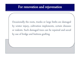 For renovation and rejuvenation
Occasionally the roots, trunks or large limbs are damaged
by winter injury, cultivation implements, certain diseases
or rodents. Such damaged trees can be repaired and saved
by use of bridge and buttress grafting
 