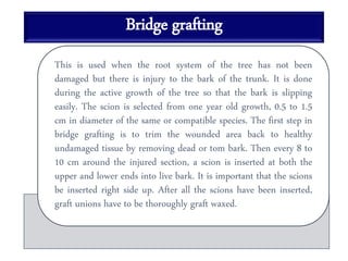Bridge grafting
This is used when the root system of the tree has not been
damaged but there is injury to the bark of the trunk. It is done
during the active growth of the tree so that the bark is slipping
easily. The scion is selected from one year old growth, 0.5 to 1.5
cm in diameter of the same or compatible species. The first step in
bridge grafting is to trim the wounded area back to healthy
undamaged tissue by removing dead or tom bark. Then every 8 to
10 cm around the injured section, a scion is inserted at both the
upper and lower ends into live bark. It is important that the scions
be inserted right side up. After all the scions have been inserted,
graft unions have to be thoroughly graft waxed.
 