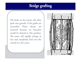 Bridge grafting
The buds on the scions will often
push into growth, if the grafts are
successful. These shoots are
removed because no branches
would be desired in this position.
The scion will rapidly enlarge in
size and completely heal over the
wound in a few years.
 