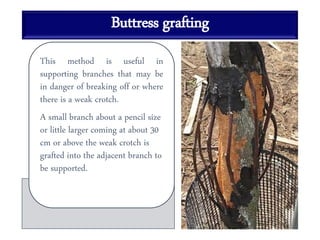 Buttress grafting
This method is useful in
supporting branches that may be
in danger of breaking off or where
there is a weak crotch.
A small branch about a pencil size
or little larger coming at about 30
cm or above the weak crotch is
grafted into the adjacent branch to
be supported.
 