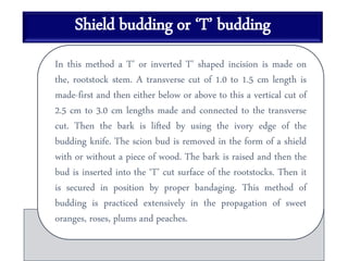 Shield budding or ‘T’ budding
In this method a T’ or inverted T’ shaped incision is made on
the, rootstock stem. A transverse cut of 1.0 to 1.5 cm length is
made-first and then either below or above to this a vertical cut of
2.5 cm to 3.0 cm lengths made and connected to the transverse
cut. Then the bark is lifted by using the ivory edge of the
budding knife. The scion bud is removed in the form of a shield
with or without a piece of wood. The bark is raised and then the
bud is inserted into the ‘T’ cut surface of the rootstocks. Then it
is secured in position by proper bandaging. This method of
budding is practiced extensively in the propagation of sweet
oranges, roses, plums and peaches.
 