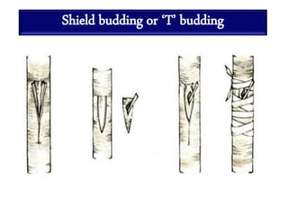 Shield budding or ‘T’ budding
 