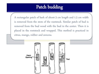 Patch budding
A rectangular patch of bark of ahont-3 cm length and 1.5 cm width
is removed from the stem of the rootstock. Similar patch of bud is
removed from the bud wood with the bud in the center. Then it is
placed in the rootstock and wrapped. This method is practiced in
citrus, mango, rubber and annona.
 