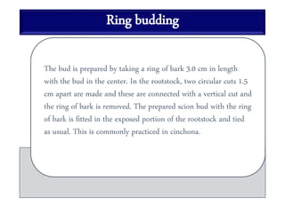 Ring budding
The bud is prepared by taking a ring of bark 3.0 cm in length
with the bud in the center. In the rootstock, two circular cuts 1.5
cm apart are made and these are connected with a vertical cut and
the ring of bark is removed. The prepared scion bud with the ring
of bark is fitted in the exposed portion of the rootstock and tied
as usual. This is commonly practiced in cinchona.
 