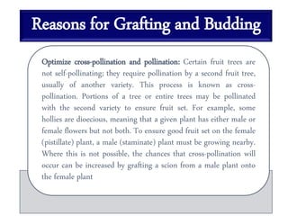 Reasons for Grafting and Budding
Optimize cross-pollination and pollination: Certain fruit trees are
not self-pollinating; they require pollination by a second fruit tree,
usually of another variety. This process is known as cross-
pollination. Portions of a tree or entire trees may be pollinated
with the second variety to ensure fruit set. For example, some
hollies are dioecious, meaning that a given plant has either male or
female flowers but not both. To ensure good fruit set on the female
(pistillate) plant, a male (staminate) plant must be growing nearby.
Where this is not possible, the chances that cross-pollination will
occur can be increased by grafting a scion from a male plant onto
the female plant
 