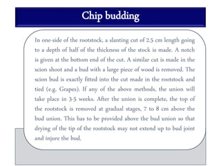 Chip budding
In one-side of the rootstock, a slanting cut of 2.5 cm length going
to a depth of half of the thickness of the stock is made. A notch
is given at the bottom end of the cut. A similar cut is made in the
scion shoot and a bud with a large piece of wood is removed. The
scion bud is exactly fitted into the cut made in the rootstock and
tied (e.g. Grapes). If any of the above methods, the union will
take place in 3-5 weeks. After the union is complete, the top of
the rootstock is removed at gradual stages, 7 to 8 cm above the
bud union. This has to be provided above the bud union so that
drying of the tip of the rootstock may not extend up to bud joint
and injure the bud.
 