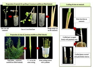 Propagation - Asexual - Grafting and budding.pdf