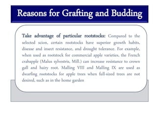 Reasons for Grafting and Budding
Take advantage of particular rootstocks: Compared to the
selected scion, certain rootstocks have superior growth habits,
disease and insect resistance, and drought tolerance. For example,
when used as rootstock for commercial apple varieties, the French
crabapple (Malus sylvestris, Mill.) can increase resistance to crown
gall and hairy root. Malling VIII and Malling IX are used as
dwarfing rootstocks for apple trees when full-sized trees are not
desired, such as in the home garden
 