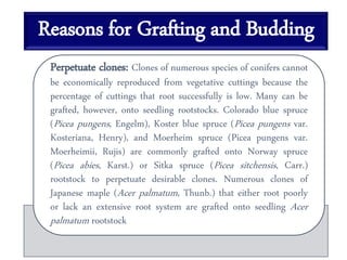 Reasons for Grafting and Budding
Perpetuate clones: Clones of numerous species of conifers cannot
be economically reproduced from vegetative cuttings because the
percentage of cuttings that root successfully is low. Many can be
grafted, however, onto seedling rootstocks. Colorado blue spruce
(Picea pungens, Engelm), Koster blue spruce (Picea pungens var.
Kosteriana, Henry), and Moerheim spruce (Picea pungens var.
Moerheimii, Rujis) are commonly grafted onto Norway spruce
(Picea abies, Karst.) or Sitka spruce (Picea sitchensis, Carr.)
rootstock to perpetuate desirable clones. Numerous clones of
Japanese maple (Acer palmatum, Thunb.) that either root poorly
or lack an extensive root system are grafted onto seedling Acer
palmatum rootstock
 