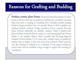 Reasons for Grafting and Budding
Produce certain plant forms: Numerous horticultural plants owe their
beauty to the fact that they are grafted or budded onto a standard, especially
those that have a weeping or cascading form. Examples include weeping
hemlock (Tsuga canadensi, Carr. var. pendula, Beissn.), which is grafted onto
seedling hemlock rootstock (Tsuga canadensis, Carr.); weeping flowering
cherry (Prunus subhietella var. pendula, Tanaka), which is grafted onto
Mazzard cherry rootstock (Prunus avium, L.); and weeping dogwood (Cornus
florida, L. var. pendula, Dipp.), which is grafted onto flowering dogwood
rootstock (Cornus florida, L.). In most cases, multiple scions are grafted or
budded 3 feet or higher on the main stem of the rootstock. When used this
way, the rootstock is referred to as a standard. It may require staking for
several years until the standard is large enough to support the cascading or
weeping top
 