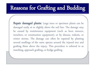 Reasons for Grafting and Budding
Repair damaged plants: Large trees or specimen plants can be
damaged easily at or slightly above the soil line. The damage may
be caused by maintenance equipment (such as lawn mowers,
trenchers, or construction equipment), or by disease, rodents, or
winter storms. The damage can often be repaired by planting
several seedlings of the same species around the injured tree and
grafting them above the injury. This procedure is referred to as
inarching, approach grafting, or bridge grafting
 