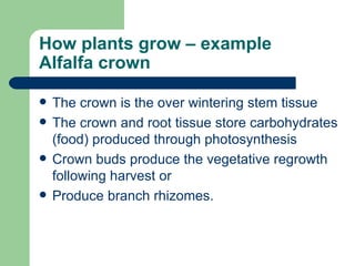 How plants grow – example Alfalfa crown The crown is the over wintering stem tissue The crown and root tissue store carbohydrates (food) produced through photosynthesis  Crown buds produce the vegetative regrowth following harvest or Produce branch rhizomes. 