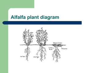 Alfalfa plant diagram 