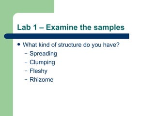 Lab 1 – Examine the samples What kind of structure do you have? Spreading Clumping Fleshy Rhizome 