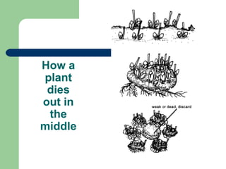 How a plant dies out in the middle 