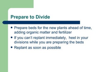 Prepare to Divide Prepare beds for the new plants ahead of time, adding organic matter and fertilizer If you can’t replant immediately,  heel in your divisions while you are preparing the beds Replant as soon as possible 