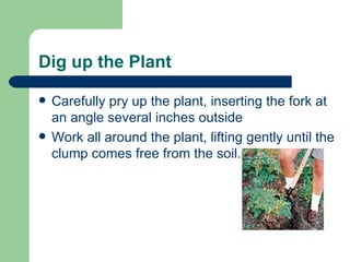 Dig up the Plant Carefully pry up the plant, inserting the fork at an angle several inches outside  Work all around the plant, lifting gently until the clump comes free from the soil. 