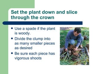 Set the plant down and slice through the crown Use a spade if the plant is woody. Divide the clump into as many smaller pieces as desired Be sure each piece has vigorous shoots 