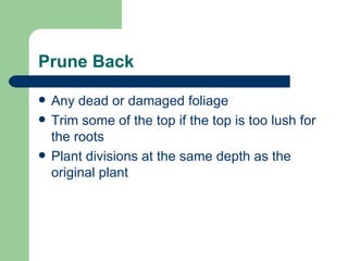 Prune Back Any dead or damaged foliage Trim some of the top if the top is too lush for the roots Plant divisions at the same depth as the original plant 