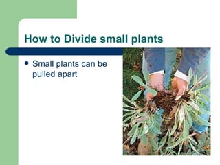 How to Divide small plants Small plants can be pulled apart 