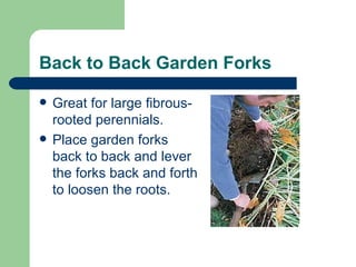 Back to Back Garden Forks Great for large fibrous-rooted perennials.  Place garden forks back to back and lever the forks back and forth to loosen the roots. 