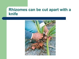 Rhizomes can be cut apart with a knife 