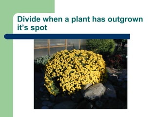 Divide when a plant has outgrown it’s spot 