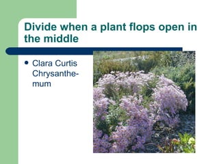 Divide when a plant flops open in the middle Clara Curtis Chrysanthe-mum 
