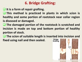 Propagation-technique-of-Layring-Grafting-1.pdf