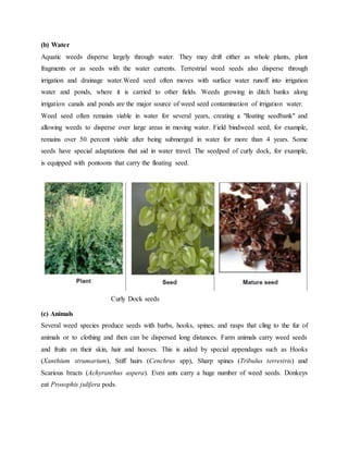 Propagation and Dissemination of weeds