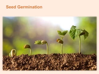 Seed Germination
 