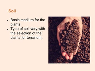 Soil
● Basic medium for the
plants
● Type of soil vary with
the selection of the
plants for terrarium.
 