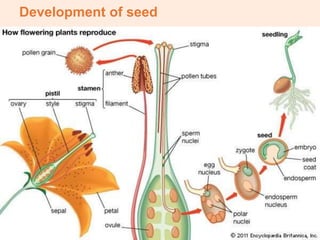 Development of seed
 