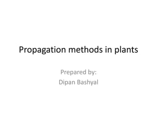 Propagation methods in plants
Prepared by:
Dipan Bashyal
 