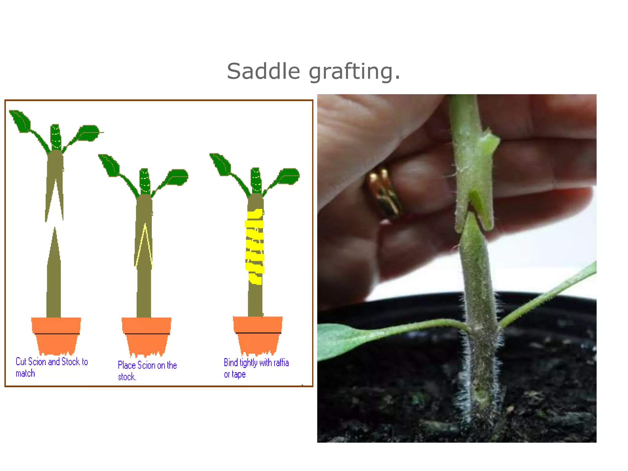 Saddle grafting.
 