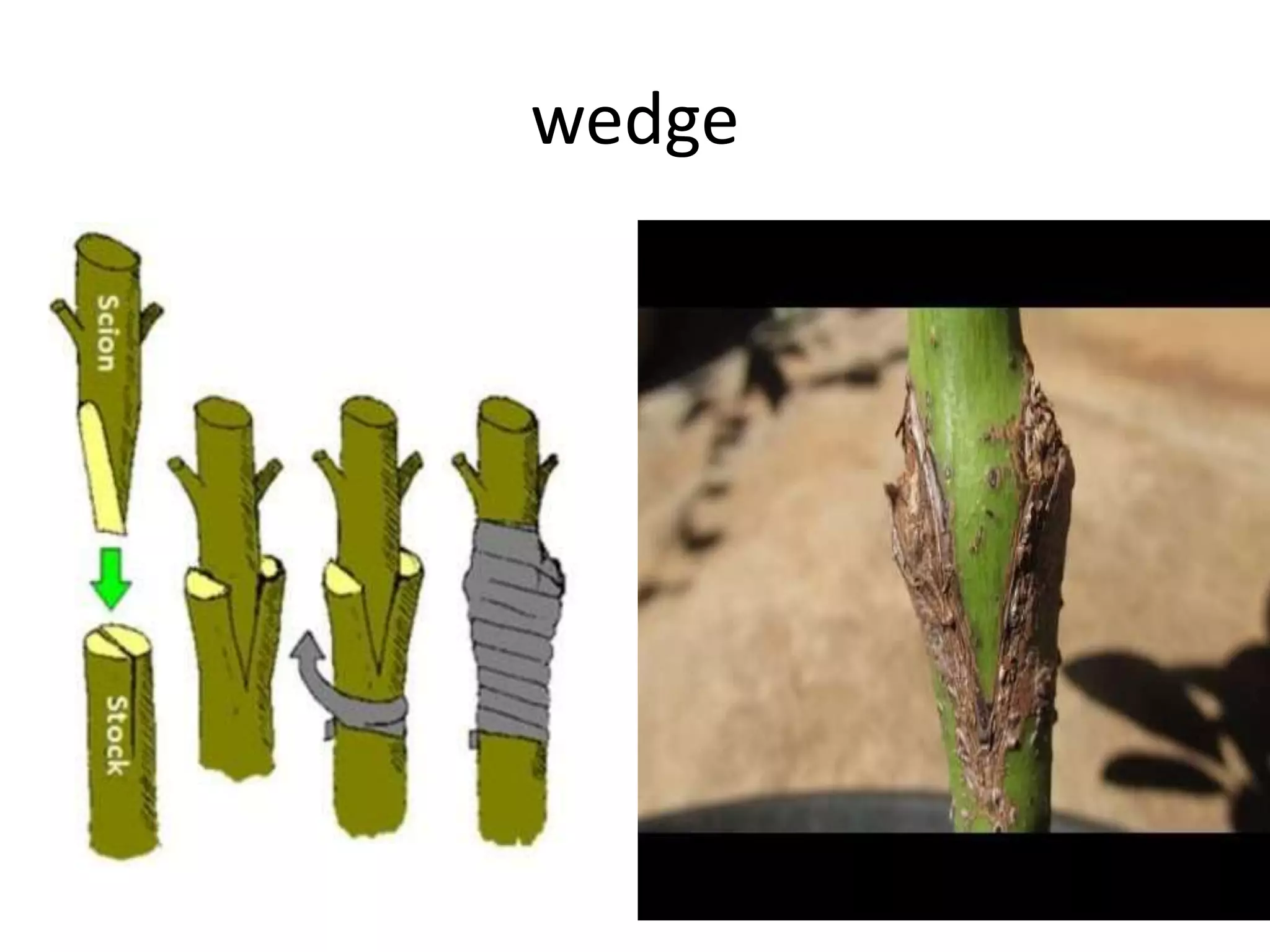 wedge
 