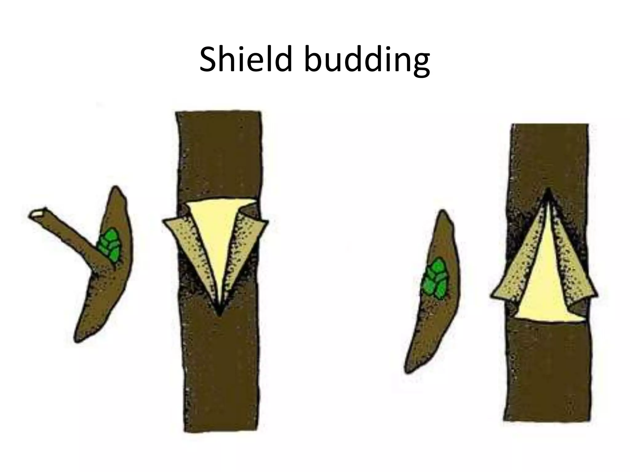 Shield budding
 