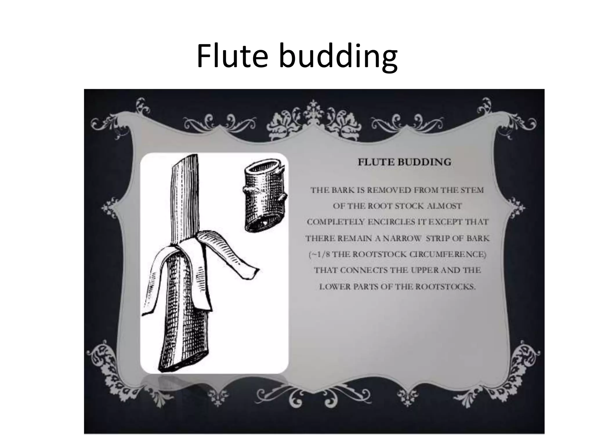 Flute budding
 
