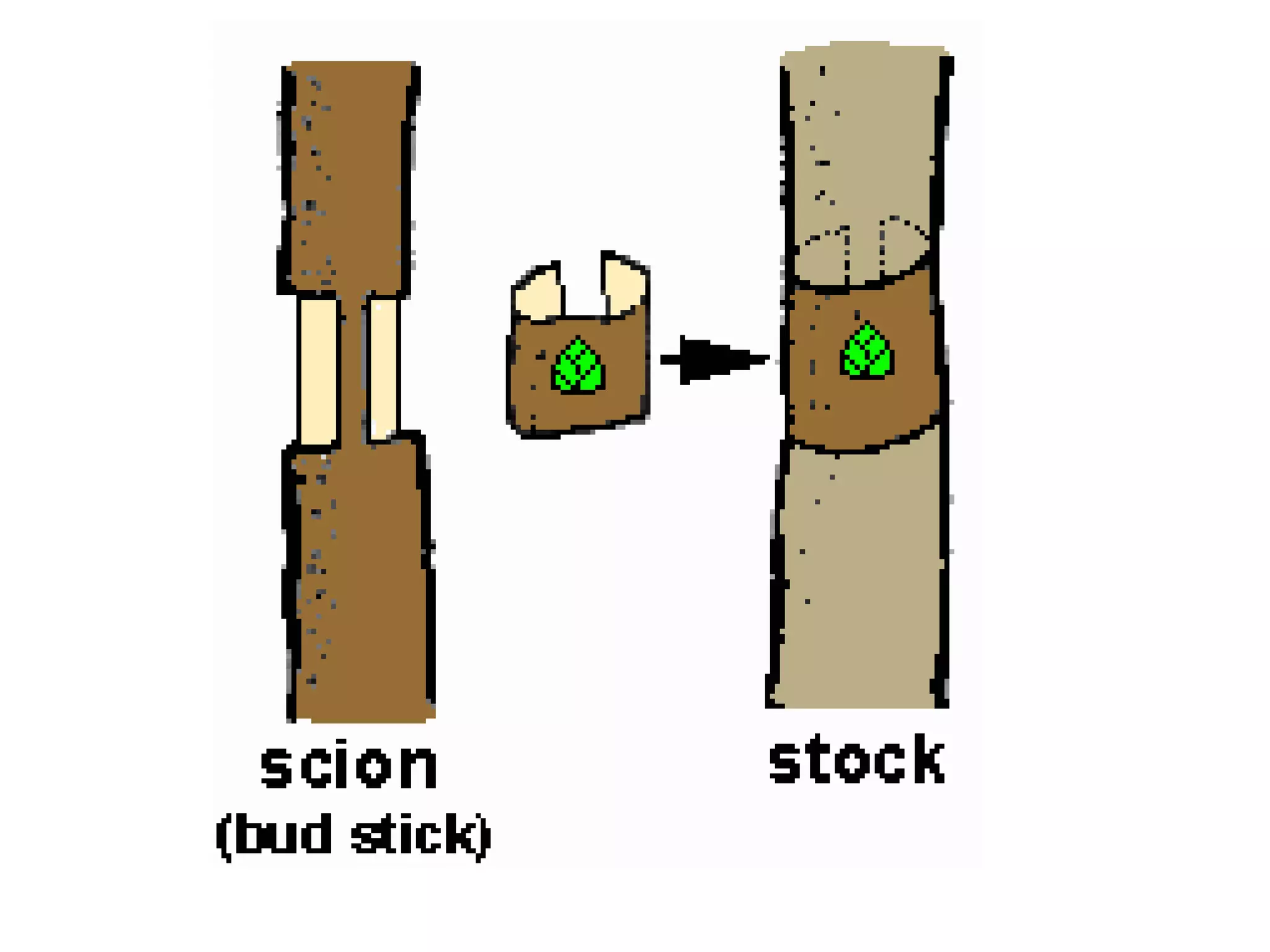 Propagation methods in plants