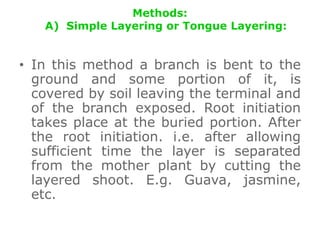 Methods:
A) Simple Layering or Tongue Layering:
• In this method a branch is bent to the
ground and some portion of it, is
covered by soil leaving the terminal and
of the branch exposed. Root initiation
takes place at the buried portion. After
the root initiation. i.e. after allowing
sufficient time the layer is separated
from the mother plant by cutting the
layered shoot. E.g. Guava, jasmine,
etc.
 