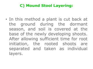 C) Mound Stool Layering:
• In this method a plant is cut back at
the ground during the dormant
season, and soil is covered at the
base of the newly developing shoots.
After allowing sufficient time for root
initiation, the rooted shoots are
separated and taken as individual
layers.
 