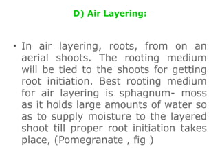 D) Air Layering:
• In air layering, roots, from on an
aerial shoots. The rooting medium
will be tied to the shoots for getting
root initiation. Best rooting medium
for air layering is sphagnum- moss
as it holds large amounts of water so
as to supply moisture to the layered
shoot till proper root initiation takes
place, (Pomegranate , fig )
 