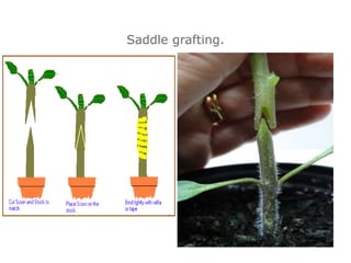 Saddle grafting.
 
